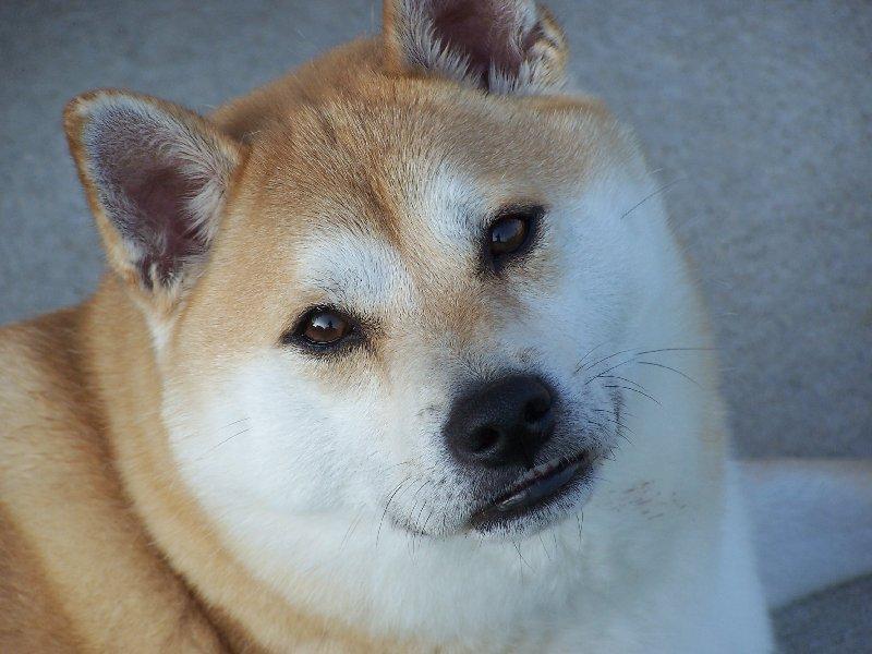 akira.jpg - My friend Suz's Shiba Inu, Akira. He is smiling!