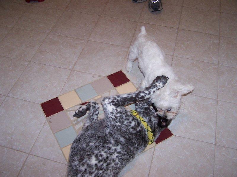 bandittuffy2.jpg