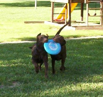 frisbeedogs.jpg