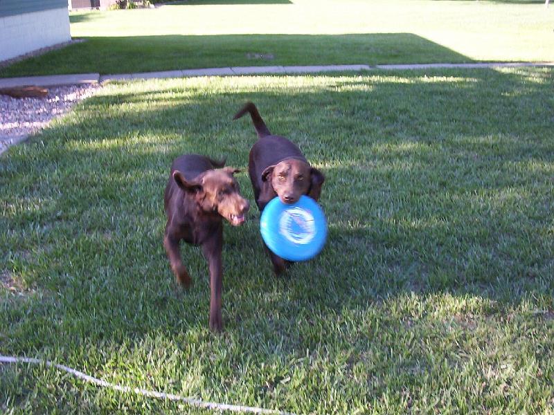 frisbeedogs2.jpg