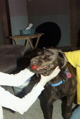mollyhotdog.jpg