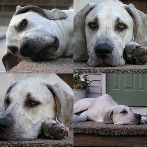 toby.jpg - My sister Jana's Great Dane Toby