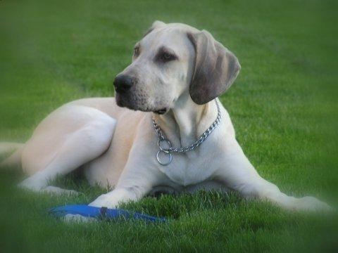 toby2.jpg - Jana's Great Dane, Toby