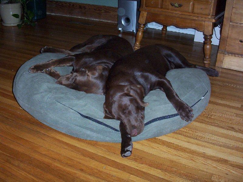 twodogsleep2.jpg