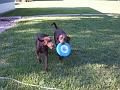 frisbeedogs2
