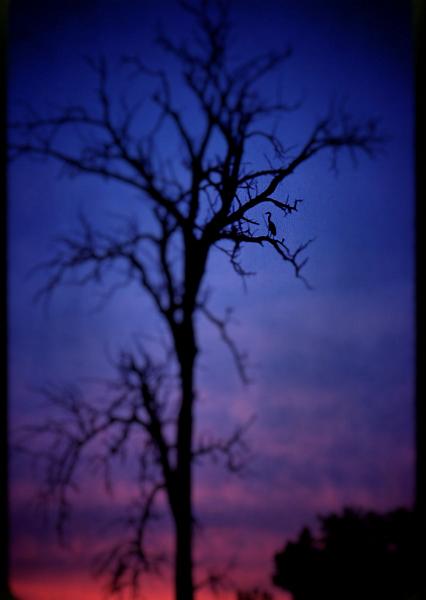 tree2EDIT.jpg